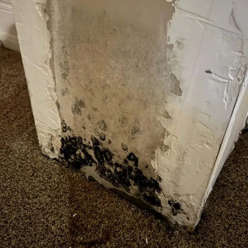 Professional Mold Removal in Valley Center, CA